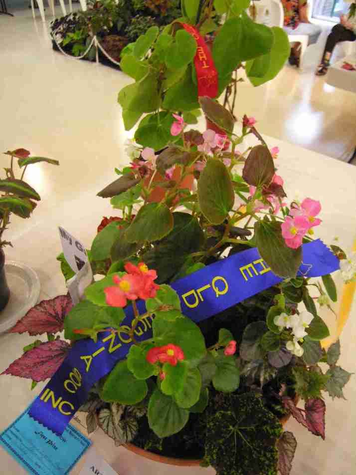 Artistic Begonia Display