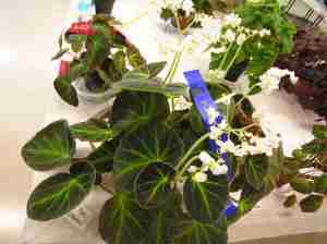 First Prize in Shrub-Like with Distinctive Foliage (Class 15) Begonia Caravan by J. Hinze