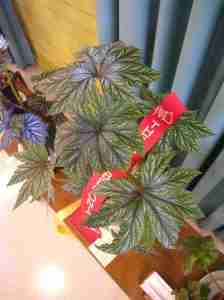 Second Prize in Thick Stemmed (Class 21) Begonia Gryphon by Enid Henderson