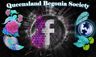 Queensland Begonia Society on Facebook (newer)